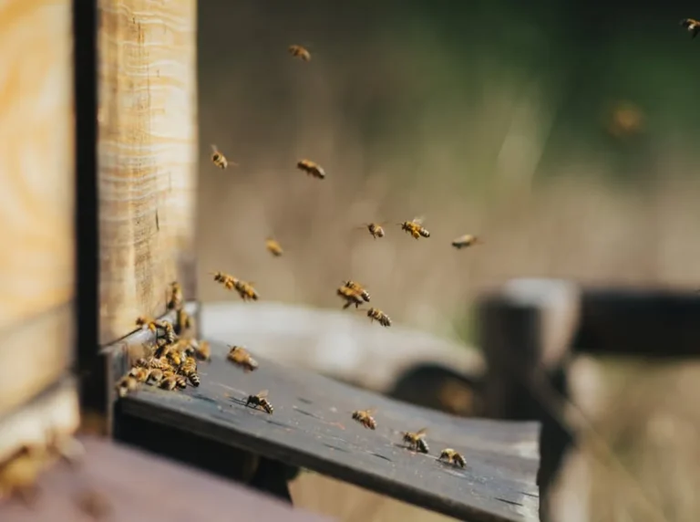 ID Buzz: Complete Guide, Meaning, Uses, and Key Details